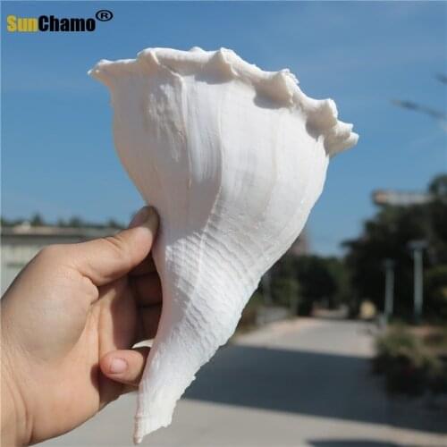 Natural Large Conch Shell Spin Snail Sacrifice Weapon Buddha Gift Souvenir Mediterranean Succulent Plants Specimens Decoration