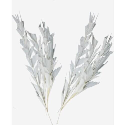 Wholesale Real Natural Preserved Dried Plant Bouquet Lucky Fish Tail Leaf White Arrangement Home Wedding Table Window Decoration