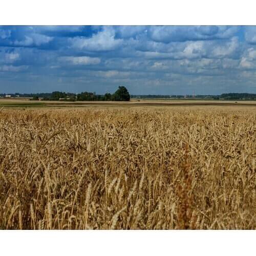 DIY Digital Painting By Numbers field oil painting mural Kits Coloring Wall Art Picture Gift frameless