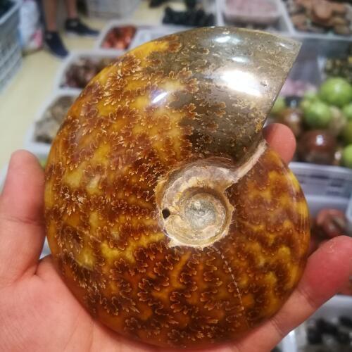 280g Natural Conch Fossil Specimens From Madagascar