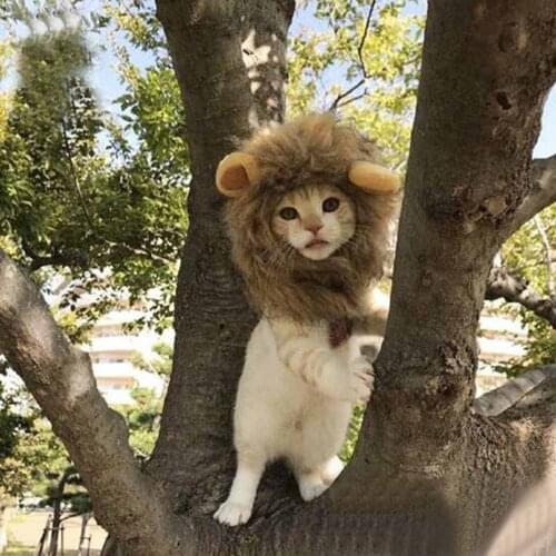 KOAE Products For Cats