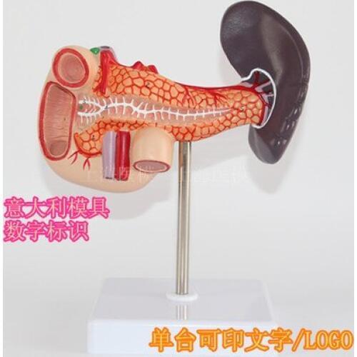Teaching of digestive system human Spleen and pancreas Duodenal model 16*11*19CM