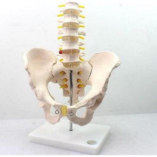 Life Size Human Anatomical Male Pelvis Lumbar Vertebra Medical Model +Stand