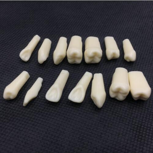 28Pcs Dental Grain Resin Simulation Tooth Simulation Teeth Grain Tooth Model For Dentist Exam Preparation Teaching