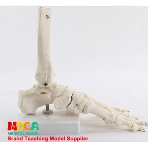 Foot ankle joint model foot bone model medical teaching of human bones MJG003