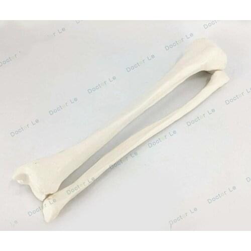 Fibula and tibia Lower-Limb Bone model medical Practical operation tibia model for Orthopaedic surgery teaching