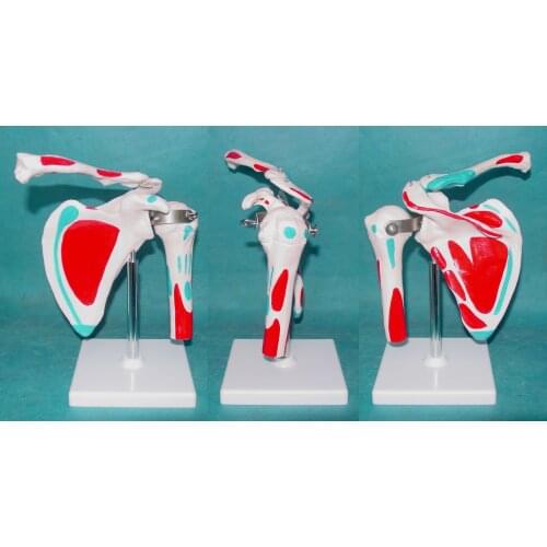 Life Size Human Anatomy Shoulder Joint Skeletal Bone Structure Anatomical Model Shoulder Bone Muscle Joint Anatomical Models