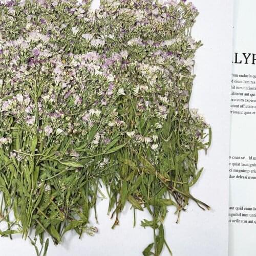 250pcs Pressed Dried Mini Purple Gypsophila Flower Herbarium For Epoxy Resin Jewelry Making Bookmark Face Makeup Nail Art Craft