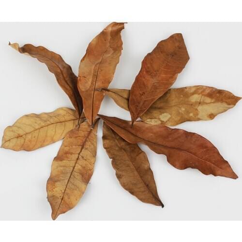 1000pcs Natural Dimocarpus Longan Leaves Dwarf Frog Tortois Turtle Leaf Litter for Boosting Microfauna Regulates Humidity Inside