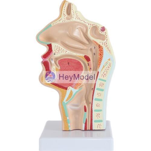 HeyModel Nasal oral slitting
