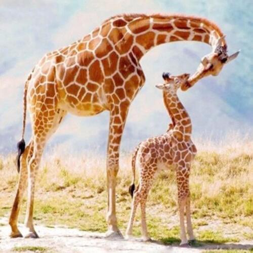 100% Full 5D Diy Daimond Painting "Giraffe Family" 3D Diamond Painting Round Rhinestone Diamant Painting Embroidery Animal