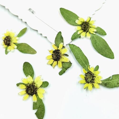 24pcs,Natural Pressed Mini Sunflower,Real touch Flower for DIY Art Craft Bookmark Gift Nail Decoration,Flores secas Facial Decor