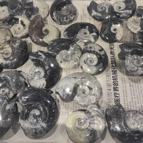 1pcs 6-7cm Natural conch fossil sea snail fossil specimen