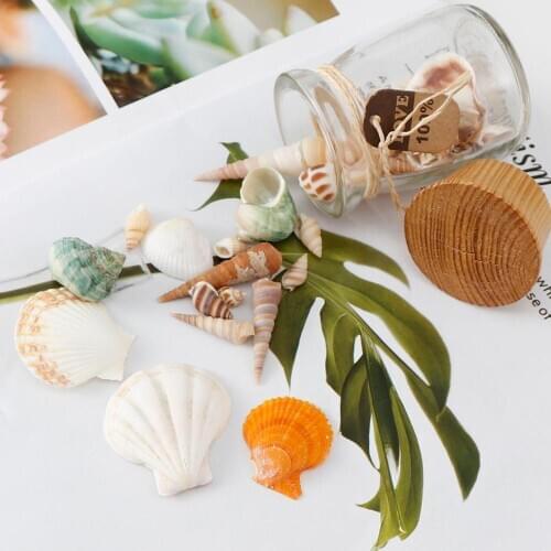 50g Cowry CowrieRound Beach Fashion shells Sea Shells for DIY Caft Decor Jewelery Craft Accessories holes Shell Charm nail shell