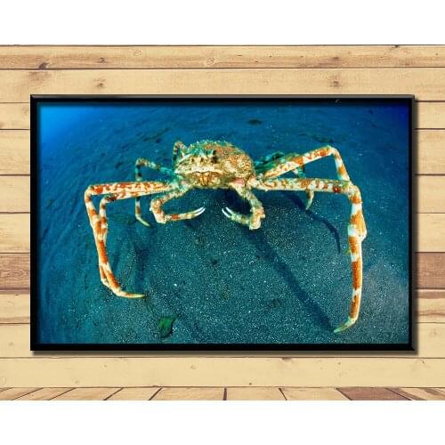 Crab Spiders Strange Animal (9) Wall Posters Prints Silk Art Painting For Home Wall Bedroom Decor