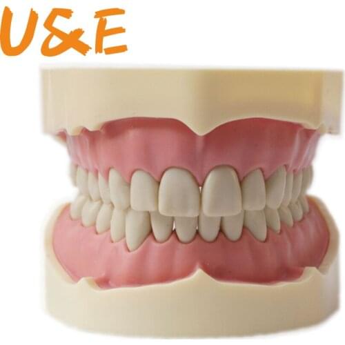 Human medical science imitate frasaco dental teeth model 32 28
