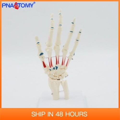 Life size plastice skeleton of the human hand with articulated joints and painted muscle