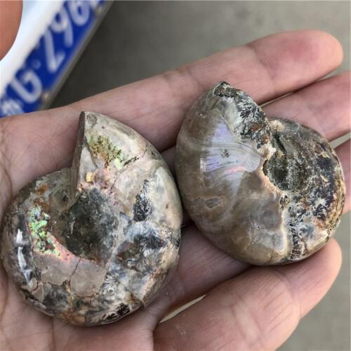 1 pair lucky 2PCS rainbowl color Ammonite Fossil Specimen Shell Mineral Healing Madagascar