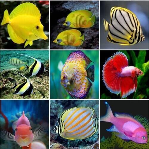 5d diamond painting fish Photo Custom full drill round homefun Cross Stitch Diamond Mosaic stitch diamond embroidery Home Decor