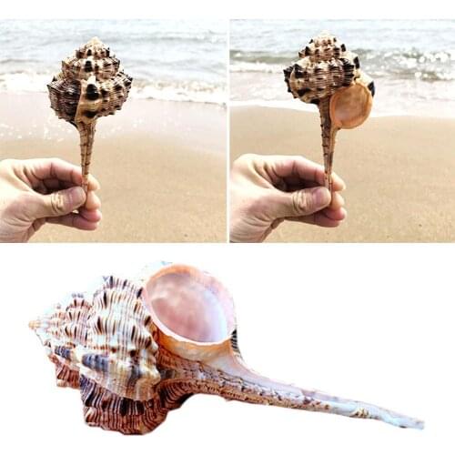 10-12cm Brown Natural Pipe Snipe Skull Snail Aquarium Fish Tank Landscaping Ornament Sea Cockle Shell Conch Coral Decor Gift