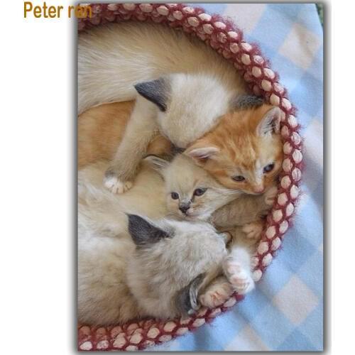 Peter ren Diy Diamond painting Cross Stitch kit Diamond Embroidery Animal Grey cat 3d Rhinestone Wall Picture Modern Needlework