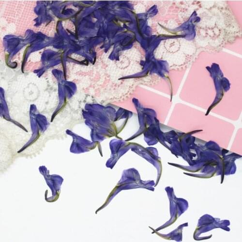 120pcs Pressed Dried Consolida ajacis L. Schur Flower Plants Herbarium For Jewelry Making Postcard Frame Phone Case Craft DIY