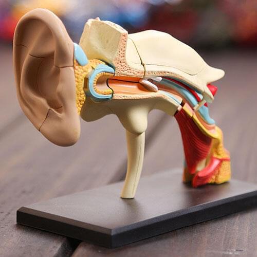 Dental lab Dentist 4D ear human skeleton anatomical model Anatomy model skeleton for sale, 3d puzzle educational toys