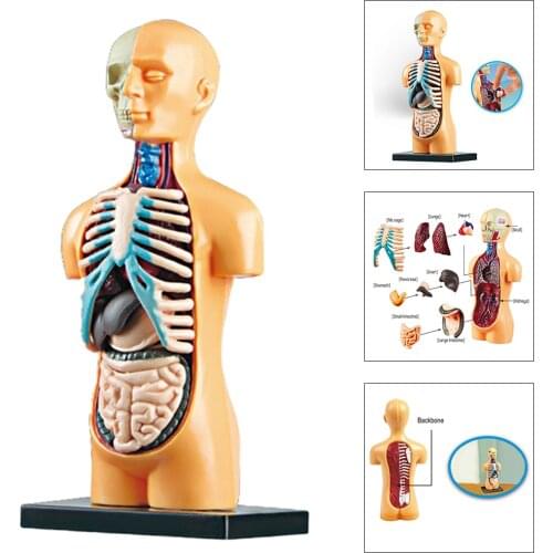 Human Torso Body Model Anatomy Anatomical Display Assembly Learning DIY Medical Classroom Tools with Removable Internal Organs