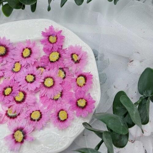 60pcs Pressed Dried Pink Rhodanthe Manglesii Flower Plant Herbarium For Jewelry Postcard Invitation Card Phone Case Bookmark DIY