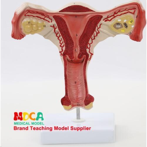 Medical teaching of anatomical model of uterus and genitalia in family planning of human uterus and reproductive model MSZXT002