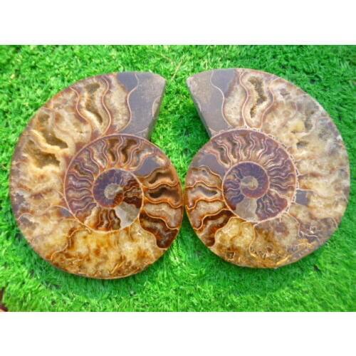 940g(2.06 lb)1 Pair Half Cut Ammonite Shell Fossil Specimen Madagascar