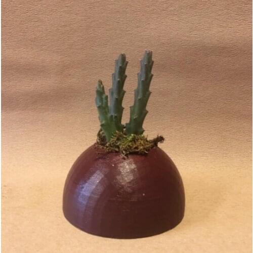 Patrick Star House (Cactus Gift)