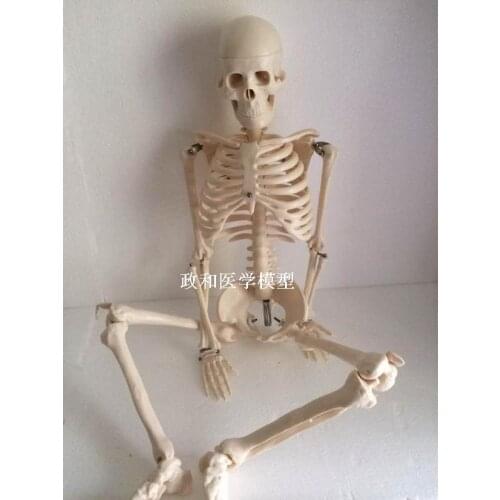 85cm skeleton model with stand art sketch medical education human skeletal model skull spine joint model