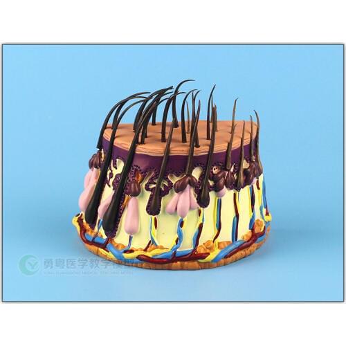 Hair growth process Hair follicles amplification Human skin anatomy free shipping