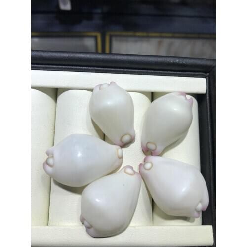 Rare Beautiful Beach Sea Shell Real Sea Shell Mix Sea Shell Starfishes Shells Craft SeaShell Aquarium Decal Decor Crafts