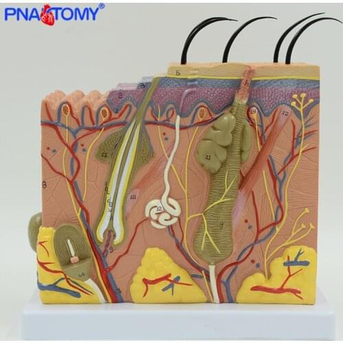 Human skin model 50 times enlarged plastic hair layer structure anatomical model medical teaching tool numbered with manual