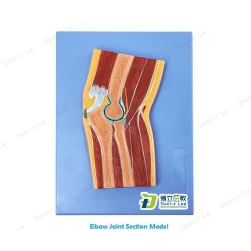 Anatomical Human Joint Section Model Hand Joint Foot Skeleton Shoulder Joint Elbow and Knee Section for Educational Supplies