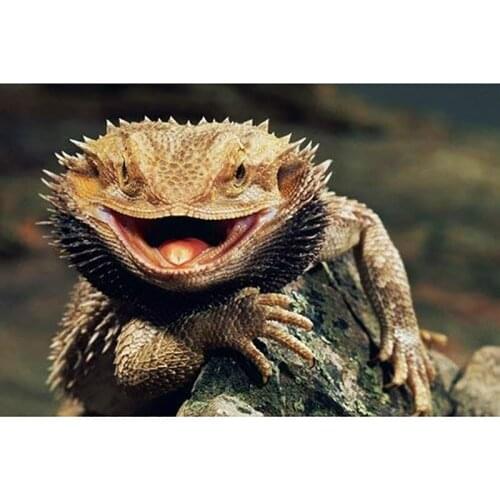 5D Diamond Embroidery Painting Bearded Dragon Lizards Art Print DIY Diamond Painting Kits