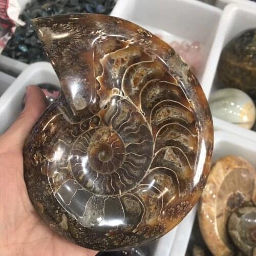 Madagascar natural stoner crystal ashtray conch ammonite fossil specimens for home decoration