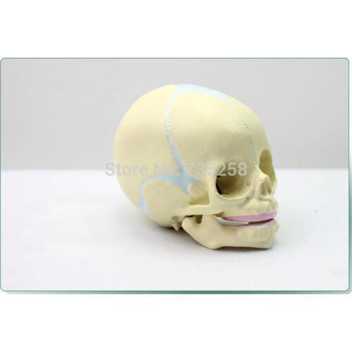 Fetal Cranial Model,Baby Skull Model,30 Weeks of Fetal Skull Simulation Model