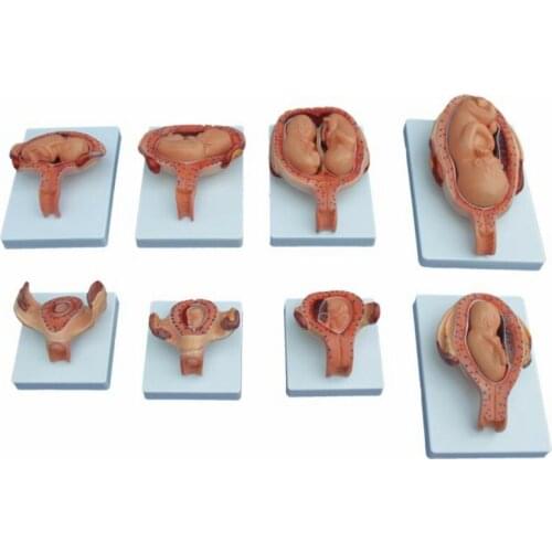 Medical Teaching Series The Development Process for Fetus (Half-Size)