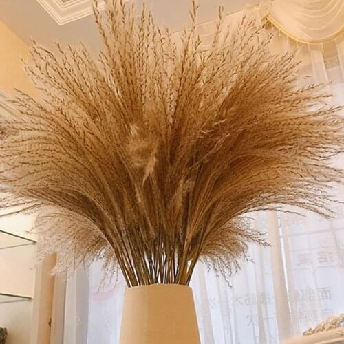 50pcs 40cm Natural Reed Dried Flowers Dried Pampas Grass Natural Phragmite Common Wedding Flower Plant Bunch Decoration Supplies
