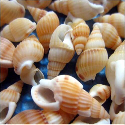 Shells 100 pcs Mini Conch Crafts Natural Seashells Conch Shells Micro-landscape Fish Tank Aquarium Crafts Decoration