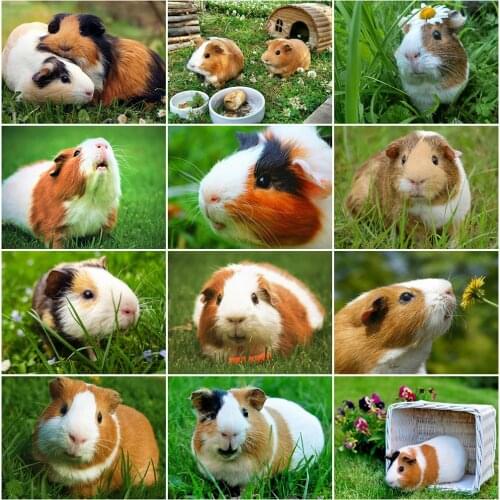 MomoArt 5D DIY Diamond Embroidery Guinea Pig Full Square Round Diamond Painting Animal Cross Stitch Mosaic Rhinestone Home Decor