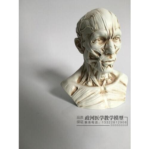 Art sketch human muscle skeleton head model Skull anatomy bust model
