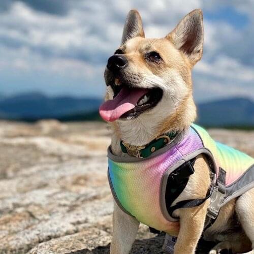 Summer dog cools down rainbow-colored pet cool clothes Summer method heatstroke prevention vest