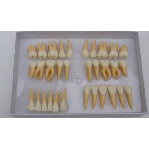 Dental Anatomy natural size Twice Permanent Teeth model