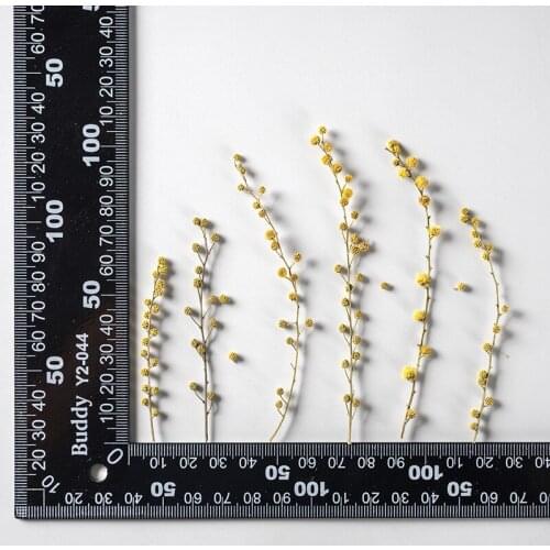 120pcs Pressed Dried Natural Yellow Flower Herbarium For Epoxy Jewelry Bookmark Phone Case Makeup Nail Art Craft DIY