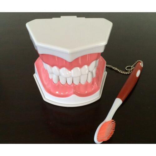Free shipping NEW dental tooth model dentist demonstration instrument teeth removable dentistry dentist tool products