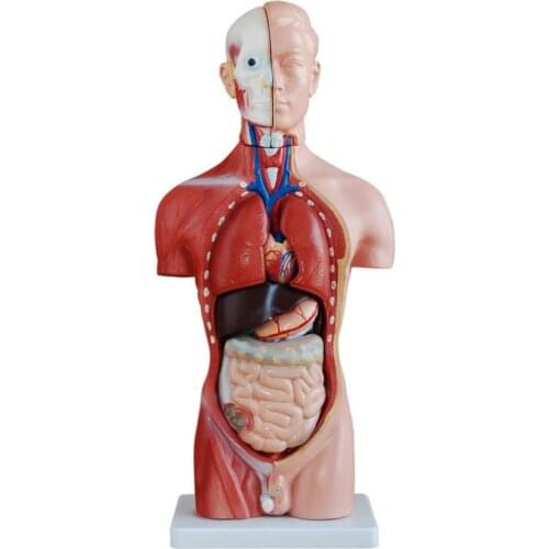 Half-Body Male Torso Mannequin (13 Parts)42cm BIX-A1037 WBW206